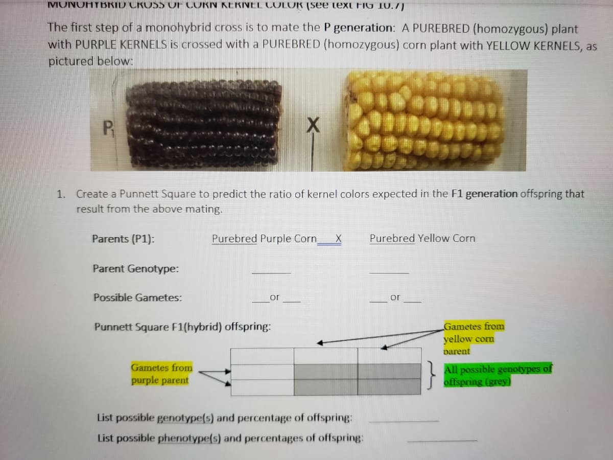 IVONOHYBRID CROSS OF CORN KERNEL COLOK (SEE TExt FIG 10.7)
The first step of a monohybrid cross is to mate the P generation: A PUREBRED (homozygous) plant
with PURPLE KERNELS is crossed with a PUREBRED (homozygous) corn plant with YELLOW KERNELS, as
pictured below:
P
1. Create a Punnett Square to predict the ratio of kernel colors expected in the F1 generation offspring that
result from the above mating.
Parents (P1):
Purebred Purple Corn
Purebred Yellow Corn
Parent Genotype:
Possible Gametes:
or
or
Punnett Square F1(hybrid) offspring:
Gametes from
yellow corn
parent
Gametes from
All possible genotypes of
offspring (grey)
purple parent
List possible genotype(s) and percentage of offspring:
List possible phenotype(s) and percentages of offspring:
