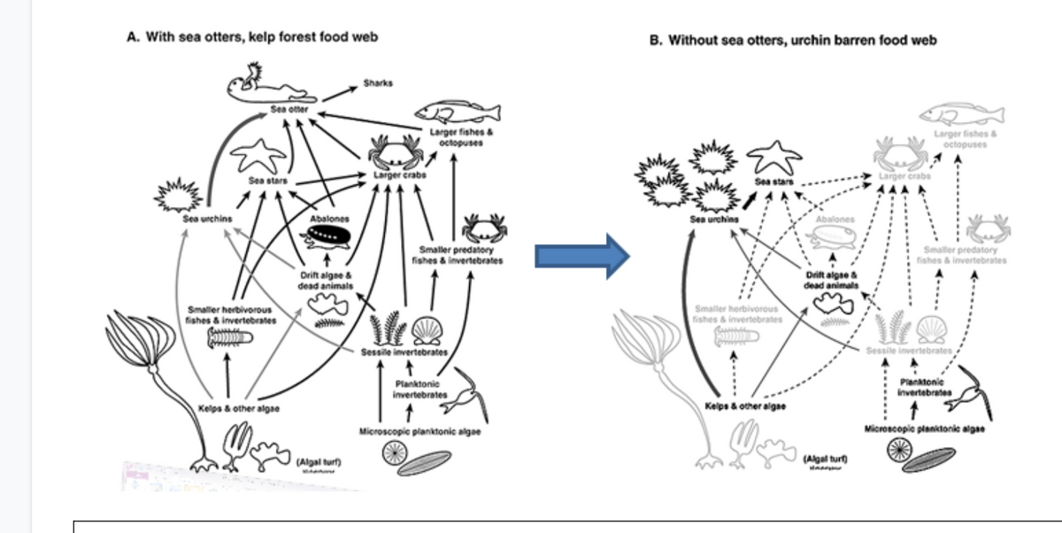 A. With sea otters, kelp forest food web
B. Without sea otters, urchin barren food web
Sharks
Sea otter
Larger fishes &
octopuses
Larger fishes &
octopuses
Sea stars
Larger crabs
Sea stars
Larger crabs
Sea urchins
Abalones
Sen urchins
Abalones
Smaller predatory
fishes & invertebrates
Smaller predatory
fishes & invertebrates
Drift algee &
dead animals
Drift algae &
dead animals
Smaller herbivorous
fishes & invertebrates
Smaller herbivorous
fishes & invertebrates
Sessile invertebrates
Sessile invertebrates
Pianktonie
Invertebrates
Planktonie
invertebrates
Kelps & other algae
Kelps & other algae
Microscopic planktonic algae
Microscopie planitonie algae
(Algal turt)
Man
(Algal turf)
