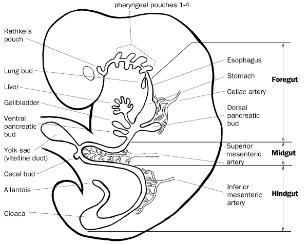 pharyngeal pouches 1-4
Rathke's
pouch
Esophagus
Lung bud
Stomach
Foregut
Liver
Celiac artery
Gallbladder
Dorsal
pancreatic
bud
Ventral
pancreatic
bud
Superior
mesenteric Midgut
artery
Yolk sac
(vitelline duct)
Cecal bud
Inferior
Allantois
mesenteric Hindgut
artery
Cloaca
