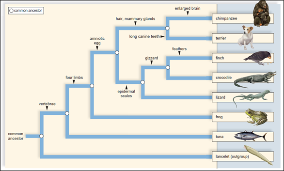 enlarged brain
Ocommon ancestor
hair, mammary glands
chimpanzee
long canine teeth
terrier
amniotic
egg
feathers
gizzard
finch
four limbs
crocodile
epidermal
scales
lizard
vertebrae
frog
common
tuna
ancestor
lancelet (outgroup)
