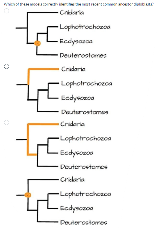 Which of these models correctly identifies the most recent common ancestor diploblasts?
Cnidaria
Lophotrochozoa
Ecdysozoa
Deuterostomes
Cnidaria
Lophotrochozoa
Ecdysozoa
Deuterostomes
Cnidaria
-Lophotrochozoa
Ecdysozoa
Deuterostomes
Cnidaria
Lophotrochozoa
Ecdysozoa
Deuterostomes
