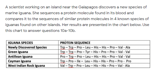 A scientist working on an island near the Galapagos discovers a new species of
marine iguana. She sequences a protein molecule found in its blood and
compares it to the sequences of similar protein molecules in 4 known species of
iguanas found on other islands. Her results are presented in the chart below. Use
this chart to answer questions 10a-10b.
IGUANA SPECIES
PROTEIN SEQUENCE
Trp – Trp – Pro – Leu – His – His – Pro – Val - Ala
Trp - Trp - Pro- Туг - His - Pro - Pro -Val- Val
Pro - Trp – Pro - Leu – His – His – Pro - Val - Val
Trp – Pro – lle - Leu – His – His – Pro – Pro - Pro
Val – Trp – Pro - Leu – His – His – Pro – Val - Ala
Newly Discovered Species
Green Iguana
Antillean Iguana
Cayman Iguana
West Indian Rock Iguana
