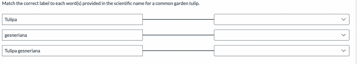 Match the correct label to each word(s) provided in the scientific name for a common garden tulip.
Tulipa
gesneriana
Tulipa gesneriana
<