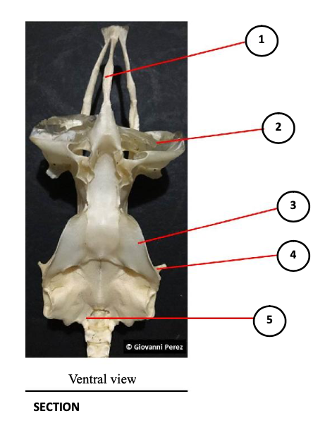 1
2
4
5
O Giovanni Perez
Ventral view
SECTION
