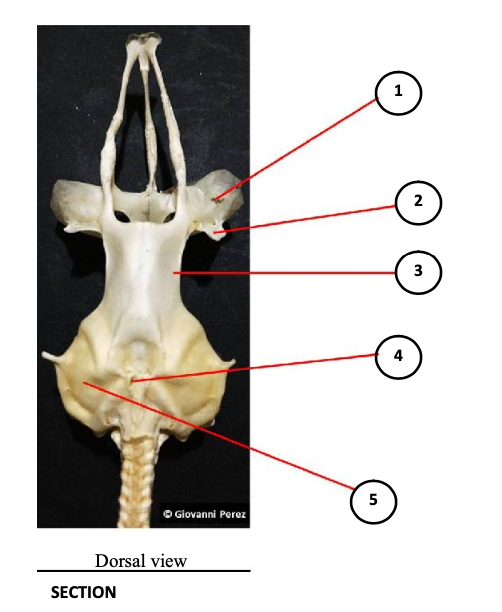 2
4
5
O Giovanni Perez
Dorsal view
SECTION
3.
