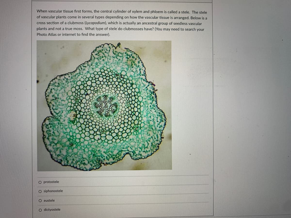 When vascular tissue first forms, the central cylinder of xylem and phloem is called a stele. The stele
of vascular plants come in several types depending on how the vascular tissue is arranged. Below is a
cross section of a clubmoss (Lycopodium), which is actually an ancestral group of seedless vascular
plants and not a true moss. What type of stele do clubmosses have? (You may need to search your
Photo Atlas or internet to find the answer).
O protostele
O siphonostele
O eustele
O dictyostele
