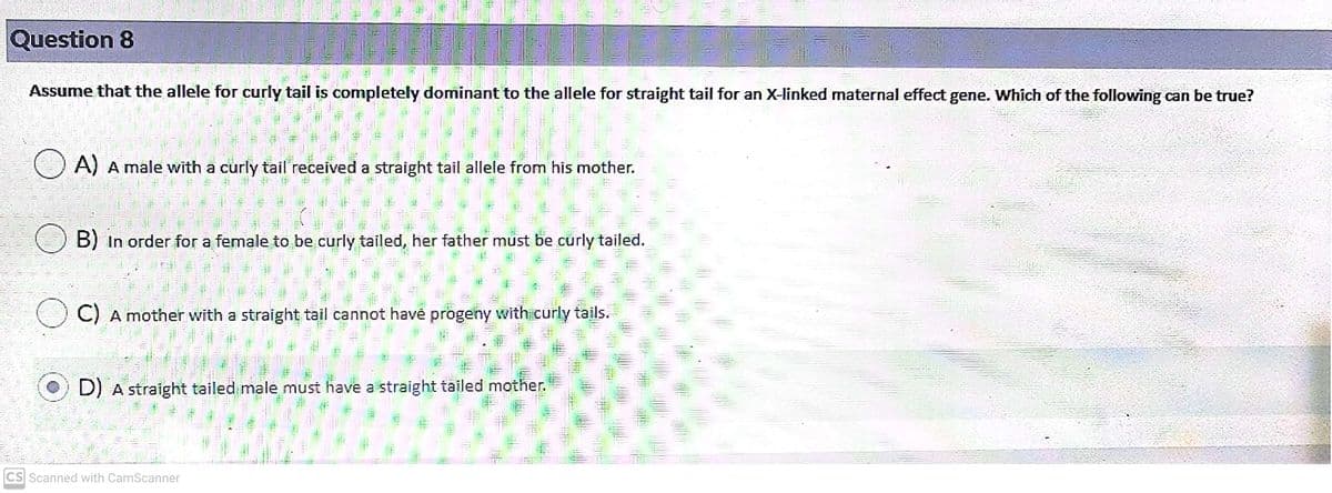 Question 8
Assume that the allele for curly tail is completely dominant to the allele for straight tail for an X-linked maternal effect gene. Whích of the following can be true?
O A) A male with a curly tail received a straight tail allele from his mother.
B) In order for a female to be curly tailed, her father must be curly tailed.
C) A mother with a straight tail cannot havé progeny with curly tails.
O) D) A straight tailed male must have a straight tailed mother.
CS Scanned with CamScanner
