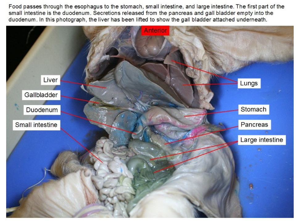 Food passes through the esophagus to the stomach, small intestine, and large intestine. The first part of the
small intestine is the duodenum. Secretions released from the pancreas and gall bladder empty into the
duodenum. In this photograph, the liver has been lifted to show the gall bladder attached underneath.
Anterior
Liver
Lungs
Gallbladder
Duodenum
Stomach
Small intestine
Pancreas
Large intestine
