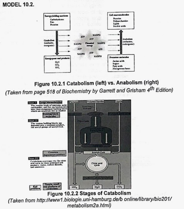 MODEL 10.2.
Tagyngene
Perim
Carlady
Lia
N aid
Pari
NADPI
ATP
And
Inda.
ATP
Caul
NAD Cea NADI
derpni
ATP
ATT
ATT
NADMI
NADI
Pre lnd
Enerpp proa
Tatywid
N lu
Figure 10.2.1 Catabolism (left) vs. Anabolism (right)
(Taken from page 518 of Biochemistry by Garrett and Grisham 4th Edition)
The v ing
Comn
AcetylCoA
degation pndat
Cadel e
th pgalnd
p , han dle
Cend
a j ry
Co
Figure 10.2.2 Stages of Catabolism
(Taken from http://www1.biologie.uni-hamburg.de/b online/library/bio201/
metabolism2a.html)
