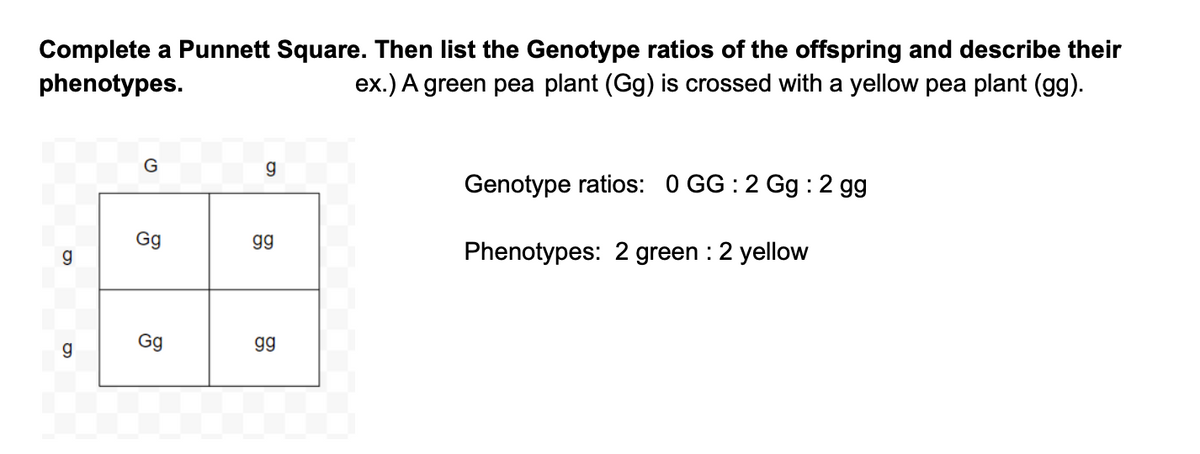 Complete a Punnett Square. Then list the Genotype ratios of the offspring and describe their
phenotypes.
ex.) A green pea plant (Gg) is crossed with a yellow pea plant (gg).
G
Genotype ratios: 0 GG : 2 Gg : 2 gg
Gg
gg
Phenotypes: 2 green : 2 yellow
Gg
gg
g
