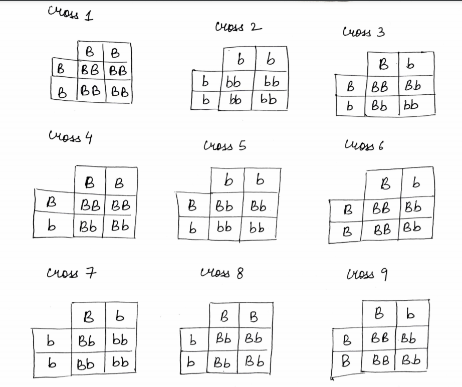 Cross 1
cuoss 2
Cuoss 3
BB
B
BB BB
Bb
b bb
bb
B
BB | Bb
B BBBB
b
bb
bb
Bb
bb
cross 4
Cross 5
uoss 6
BB
B l b
B
BB BB
B Bb Bb
B| BB Bb
Bb Bb
bb bb
B
BB Bb
Cros 7
Moss 8
cross 9
B B
B I b
b
Bb
bb
Bb Bb
B| BB Bb
Bb
bb
Bb Bb
BB| Bb
