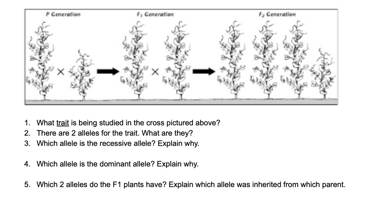 P Generation
F, Generation
F, Generation
1. What trait is being studied in the cross pictured above?
2. There are 2 alleles for the trait. What are they?
3. Which allele is the recessive allele? Explain why.
4. Which allele is the dominant allele? Explain why.
5. Which 2 alleles do the F1 plants have? Explain which allele was inherited from which parent.
