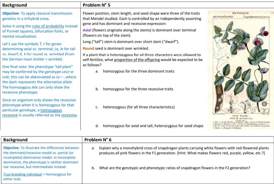 Background
Problem N° 5
Objective: To apply classical transmission
genetics in a trihybrid cross.
Flower position, stem length, and seed shape were three of the traits
that Mendel studied. Each is controlled by an independently assorting
BOTANIQUE.
Légumineuses
gene and has dominant and recessive expression:
Solve it using the rules of probability instead
Axial (flowers originate along the stems) is dominant over terminal
(flowers on top of the stem).
of Punnet squares, bifurcation forks, or
mental visualization.
Long ("tall") stem is dominant over short stem ("dwarf").
Let's use the symbols T, t for genes
determining axial vs. terminal; Le, le for tall
vs. dwarf; K, k for round vs. wrinkled (from
Round seed is dominant over wrinkled.
If a plant that is heterozygous for all three characters were allowed to
self-fertilize, what proportion of the offspring would be expected to be
as follows?
the German noun knitter = wrinkle).
One final note: the phenotype "tall plant"
may be conferred by the genotype Lele or
a. homozygous for the three dominant traits
Lele; this can be abbreviated as Le-, where
the dash represents the alternative allele.
The homozygous lele can only show the
recessive phenotype.
b. homozygous for the three recessive traits
Since an organism only shows the recessive
phenotype when it is homozygous for that
particular genotype, a homozygous
recessive is usually referred as the recessive.
heterozygous (for all three characteristics)
C.
POIS binaille
vene
C dnd e l
waliee al ddn a
i la mod l dead d fare ce d gri
PISUM
d. homozygous for axial and tall, heterozygous for seed shape
Background
Problem N° 6
Objective: To illustrate the differences between
the dominant/recessive model vs. partial (or
incomplete) dominance model. In incomplete
dominance, the phenotype is neither dominant
nor recessive, but intermediate instead.
Explain why a monohybrid cross of snapdragon plants carrying white flowers with red-flowered plants
produces all pink flowers in the F1 generation. [Hint: What makes flowers red, purple, yellow, etc.?]
a.
b.
What are the genotypic and phenotypic ratios of snapdragon flowers in the F2 generation?
True breeding individual = Homozygous for
either trait.
