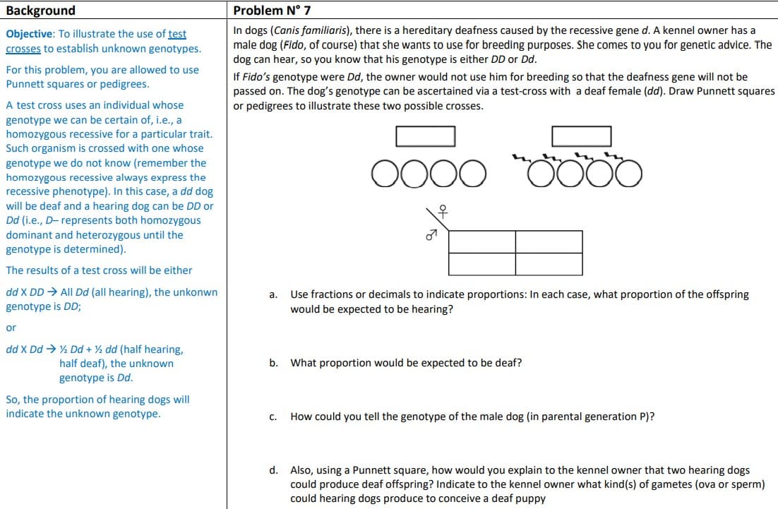 Background
Problem N° 7
Objective: To illustrate the use of test
crosses to establish unknown genotypes.
In dogs (Canis familiaris), there is a hereditary deafness caused by the recessive gene d. A kennel owner has a
male dog (Fido, of course) that she wants to use for breeding purposes. She comes to you for genetic advice. The
dog can hear, so you know that his genotype is either DD or Dd.
For this problem, you are allowed to use
Punnett squares or pedigrees.
If Fido's genotype were Dd, the owner would not use him for breeding so that the deafness gene will not be
passed on. The dog's genotype can be ascertained via a test-cross with a deaf female (dd). Draw Punnett squares
or pedigrees to illustrate these two possible crosses.
A test cross uses an individual whose
genotype we can be certain of, i.e., a
homozygous recessive for a particular trait.
Such organism is crossed with one whose
genotype we do not know (remember the
homozygous recessive always express the
recessive phenotype). In this case, a dd dog
will be deaf and a hearing dog can be DD or
Dd (i.e., D- represents both homozygous
dominant and heterozygous until the
genotype is determined).
O000
우
The results of a test cross will be either
dd X DD → All Dd (all hearing), the unkonwn
Use fractions or decimals to indicate proportions: In each case, what proportion of the offspring
а.
genotype is DD;
would be expected to be hearing?
or
dd X Dd → ½ Dd + ½ dd (half hearing,
half deaf), the unknown
genotype is Dd.
b.
What proportion would be expected to be deaf?
So, the proportion of hearing dogs will
indicate the unknown genotype.
C.
How could you tell the genotype of the male dog (in parental generation P)?
d. Also, using a Punnett square, how would you explain to the kennel owner that two hearing dogs
could produce deaf offspring? Indicate to the kennel owner what kind(s) of gametes (ova or sperm)
could hearing dogs produce to conceive a deaf puppy
