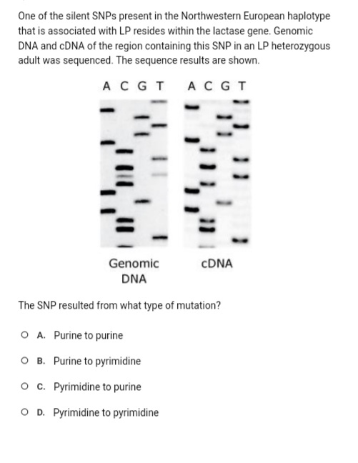 One of the silent SNPs present in the Northwestern European haplotype
that is associated with LP resides within the lactase gene. Genomic
DNA and cDNA of the region containing this SNP in an LP heterozygous
adult was sequenced. The sequence results are shown.
A C GT A CGT
Genomic
DNA
The SNP resulted from what type of mutation?
CDNA
O A. Purine to purine
O B. Purine to pyrimidine
O c. Pyrimidine to purine
O D. Pyrimidine to pyrimidine