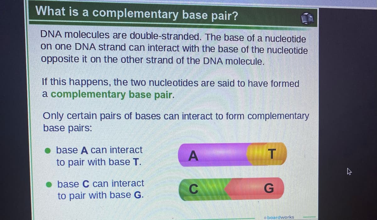 What is a complementary base pair?
DNA molecules are double-stranded. The base of a nucleotide
on one DNA strand can interact with the base of the nucleotide
opposite it on the other strand of the DNA molecule.
If this happens, the two nucleotides are said to have formed
a complementary base pair.
Only certain pairs of bases can interact to form complementary
base pairs:
base A can interact
A
to pair with base T.
base C can interact
C
G
to pair with base G.
boardworks
