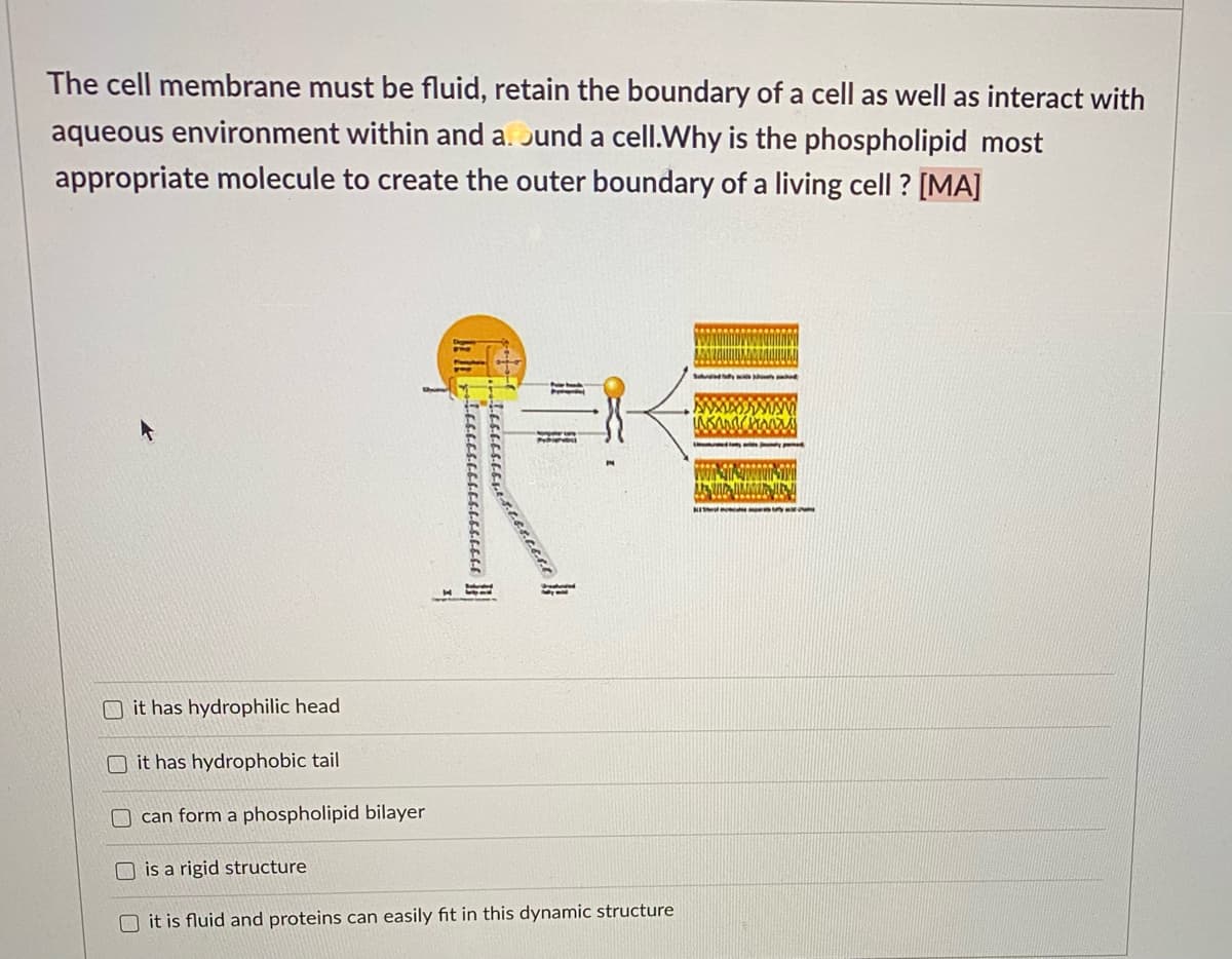 The cell membrane must be fluid, retain the boundary of a cell as well as interact with
aqueous environment within and a. Jund a cell.Why is the phospholipid most
appropriate molecule to create the outer boundary of a living cell ? [MA]
KI
O it has hydrophilic head
O it has hydrophobic tail
can form a phospholipid bilayer
O is a rigid structure
O it is fluid and proteins can easily fit in this dynamic structure
