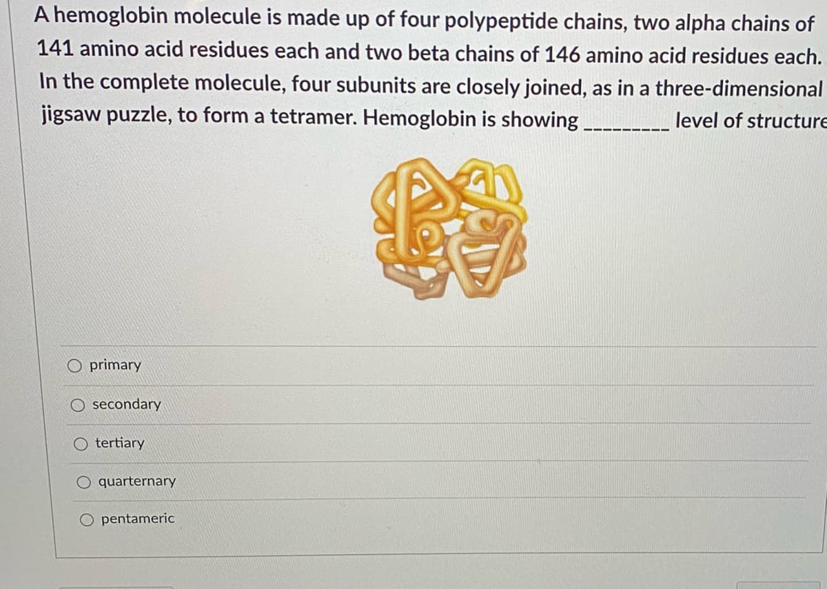 A hemoglobin molecule is made up of four polypeptide chains, two alpha chains of
141 amino acid residues each and two beta chains of 146 amino acid residues each.
In the complete molecule, four subunits are closely joined, as in a three-dimensional
jigsaw puzzle, to form a tetramer. Hemoglobin is showing
level of structure
O primary
secondary
tertiary
quarternary
O pentameric
