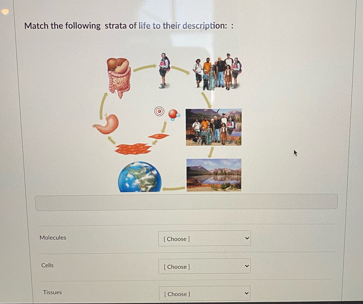 Match the following strata of life to their description: :
Molecules
[ Choose ]
Cells
[ Choose ]
Tissues
[ Choose ]
