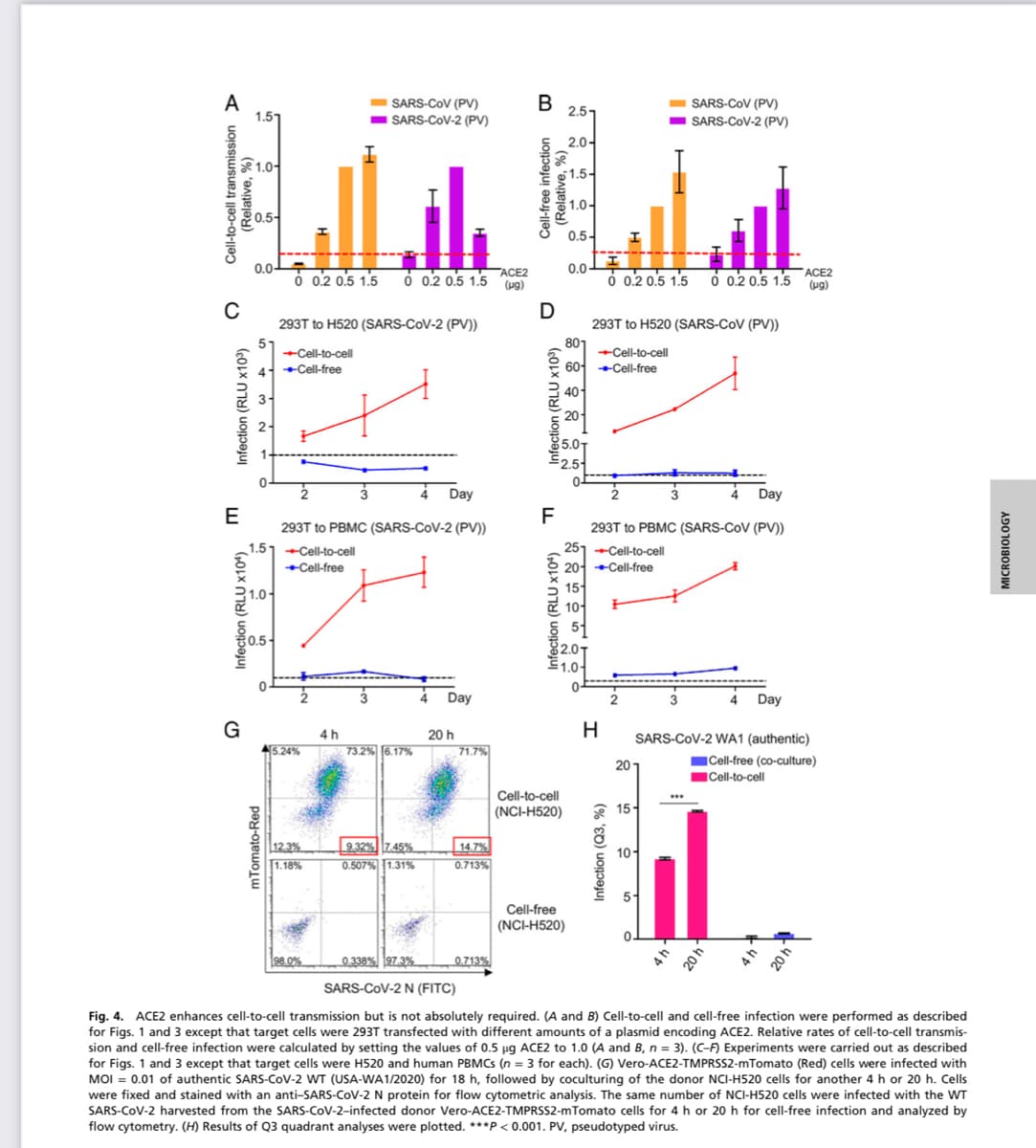 A
Cell-to-cell transmission >
(Relative, %)
C
Infection (RLU x10³)
E
1.5
1.0
0.5-
0.0-
Infection (RLU x10¹)
G
5-
2 + 3 N
4 Cell-free
1.51 Cell-to-cell
+Cell-free
1.0-
0.5-
0
H
mTomato-Red
2
0 0.2 0.5 1.5
293T to H520 (SARS-CoV-2 (PV))
→Cell-to-cell
2
4 Day
293T to PBMC (SARS-CoV-2 (PV))
4 Day
20 h
5.24%
I
SARS-CoV (PV)
SARS-CoV-2 (PV)
4h
ACE2
0 0.2 0.5 1.5 (pg)
B
71.7%
Cell-free infection
(Relative, %)
D
Infection (RLU x10³)
F
3
73.2% 6.17%
201
Cell-to-cell
(NCI-H520)
15-
14.7%
12.3%
1.18%
9.32% 7.45%
0.507% 1.31%
10-
0.713%
5-
Cell-free
(NCI-H520)
0.
198.0%
0.713%
0.338% 97.3%
SARS-CoV-2 N (FITC)
Fig. 4. ACE2 enhances cell-to-cell transmission but is not absolutely required. (A and B) Cell-to-cell and cell-free infection were performed as described
for Figs. 1 and 3 except that target cells were 293T transfected with different amounts of a plasmid encoding ACE2. Relative rates of cell-to-cell transmis-
sion and cell-free infection were calculated by setting the values of 0.5 µg ACE2 to 1.0 (A and B, n = 3). (C-F) Experiments were carried out as described
for Figs. 1 and 3 except that target cells were H520 and human PBMCs (n = 3 for each). (G) Vero-ACE2-TMPRSS2-mTomato (Red) cells were infected with
MOI = 0.01 of authentic SARS-CoV-2 WT (USA-WA1/2020) for 18 h, followed by coculturing of the donor NCI-H520 cells for another 4 h or 20 h. Cells
were fixed and stained with an anti-SARS-CoV-2 N protein for flow cytometric analysis. The same number of NCI-H520 cells were infected with the WT
SARS-CoV-2 harvested from the SARS-CoV-2-infected donor Vero-ACE2-TMPRSS2-mTomato cells for 4 h or 20 h for cell-free infection and analyzed by
flow cytometry. (H) Results of Q3 quadrant analyses were plotted. ***P<0.001. PV, pseudotyped virus.
2.51
2.0-
1.5-
1.0-
0.5-
0.0-
SARS-CoV (PV)
SARS-CoV-2 (PV)
I
푸
ACE2
0 0.2 0.5 1.5 0 0.2 0.5 1.5 (ug)
293T to H520 (SARS-CoV (PV))
2
4
Day
293T to PBMC (SARS-CoV (PV))
…‒‒‒‒‒‒‒‒‒‒‒‒‒‒‒‒‒‒
4 Day
SARS-CoV-2 WA1 (authentic)
Cell-free (co-culture)
Cell-to-cell
***
Infection (RLU x104)
801
→Cell-to-cell
60+Cell-free
40
20-
5.0T
2.5
251 Cell-to-cell
20 →→Cell-free
15
10- F
5-
2.01
드 1.01
0-
H
Infection (Q3, %)
2
20 h
4h
20 h
MICROBIOLOGY