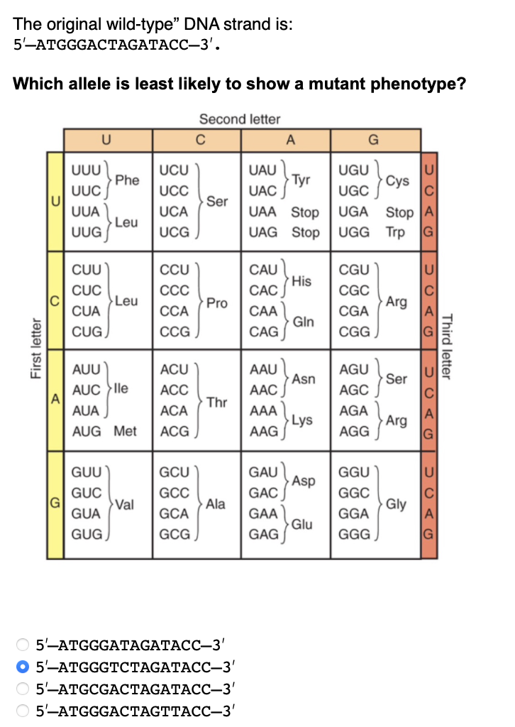 The original wild-type" DNA strand is:
5'-ATGGGACTAGATACC-3'.
Which allele is least likely to show a mutant phenotype?
First letter
A
U
UUU
UUC
UUA
UUG
CUU
CUC
CUA
CUG
Phe
GUU
GUC
GUA
GUG
Leu
Leu
AUU
AUC lle
AUA
AUG Met
Val
UCU
UCC
UCA
UCG
CCU
CCC
CCA
CCG
ACU
ACC
ACA
ACG
GCU
GCC
GCA
GCG
Second letter
C
Ser
Pro
Thr
Ala
5'-ATGGGATAGATACC-3'
● 5'-ATGGGTCTAGATACC-3'
O 5'-ATGCGACTAGATACC-3'
O 5'-ATGGGACTAGTTACC-3'
CAU
CAC
CAA
CAG
UAU
Tyr
UAC
UAA Stop
UAG Stop UGG Trp
AAU
AAC
AAA
AAG
A
GAU
GAC
GAA
GAG
His
Gin
Asn
Lys
Asp
G
Glu
UGU
UGC
Cys
UGA Stop A
CGU
CGC
CGA
CGG
AGU
AGC
AGA
AGG
GGU
GGC
GGA
GGG
Arg
Ser
Arg
DOAG JOAG DO AO | DOA
Third letter
Gly
C
G