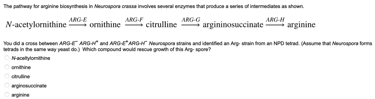 The pathway for arginine biosynthesis in Neurospora crassa involves several enzymes that produce a series of intermediates as shown.
O O O O
ornithine
citrulline
ARG-E
arginosuccinate
arginine
N-acetylornithine
arginine
You did a cross between ARG-E ARG-H* and ARG-E* ARG-H¯¯ Neurospora strains and identified an Arg- strain from an NPD tetrad. (Assume that Neurospora forms
tetrads in the same way yeast do.) Which compound would rescue growth of this Arg- spore?
N-aceltylornithine
ARG-F
ornithine
citrulline
ARG-G
ARG-H
→ argininosuccinate