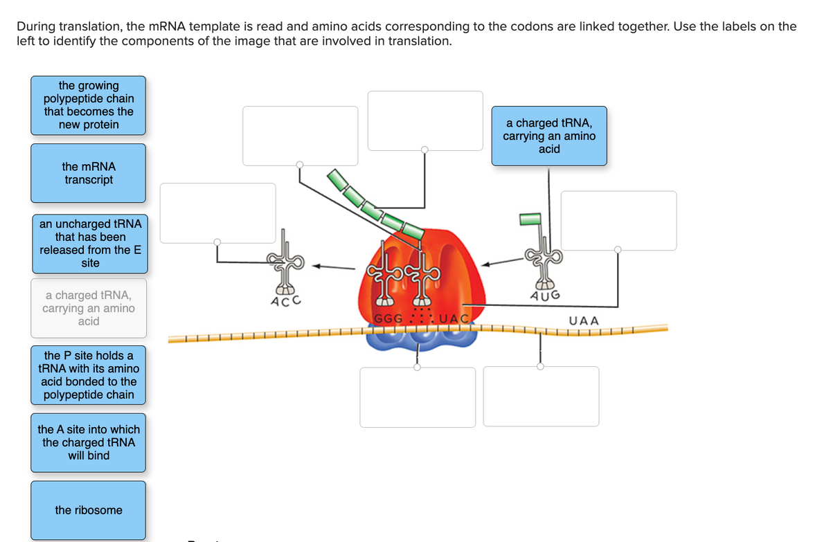 During translation, the mRNA template is read and amino acids corresponding to the codons are linked together. Use the labels on the
left to identify the components of the image that are involved in translation.
the growing
polypeptide chain
that becomes the
new protein
the mRNA
transcript
an uncharged tRNA
that has been
released from the E
site
a charged tRNA,
carrying an amino
acid
the P site holds a
tRNA with its amino
acid bonded to the
polypeptide chain
the A site into which
the charged tRNA
will bind
the ribosome
ACC
44
GGGU
a charged tRNA,
carrying an amino
acid
AUG
UAA