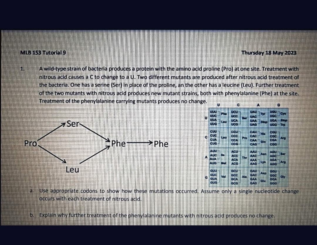 MLB 153 Tutorial 9
1.
Pro.
A wild-type strain of bacteria produces a protein with the amino acid proline (Pro) at one site. Treatment with
nitrous acid causes a C to change to a U. Two different mutants are produced after nitrous acid treatment of
the bacteria. One has a serine (Ser) in place of the proline, an the other has a leucine (Leu). Further treatment
of the two mutants with nitrous acid produces new mutant strains, both with phenylalanine (Phe) at the site.
Treatment of the phenylalanine carrying mutants produces no change. U
b
Ser
Leu
Phe—>Phe
C
UUU
UUC
ULA
UUG
CUU
CUC
CUA
CUG
Lau
AUU
AUC
AUA
AUG Met
BED
GUU
GUC
GGUA
GUG
Val
C
UCU
UCC
UCA
UCG
CCU
ccc
CCA
CCG
ACU
ACC
ACA
ACC
Thursday 18 May 2023
OCU
GCC
GCA
GCG
The
A
UAU
UAC
UAA
UAG
CAU
CAC
CAA
CAG
AAU
AAC
AAA
AAG
Tyr
Gin
Aan
GAU
GAC Asp
GAA
Glu
GAG
G
vou cys
UGC
UGA Stop
UGG Trp
COU
COC
CGA
SENA
COG
AGU
AGA
GGU
GOC
GGA
GGG
Ser
a. Use appropriate codons to show how these mutations occurred. Assume only a single nucleotide change
occurs with each treatment of nitrous acid.
Explain why further treatment of the phenylalanine mutants with nitrous acid produces no change.
Gly