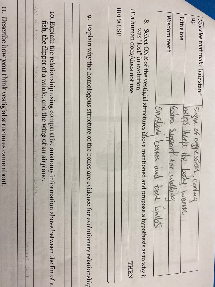 Muscles that make hair stand
Saln of ogre ssion, cooing
helps heep Hae bady wanm.
estra Support for walkuley
Iensling banes and tred Únbs
up
Little toe
Wisdom teeth
Leadlay
8. Select ONE of the vestigial structures above mentioned and propose a hypothesis as to why it
was "lost" in evolution.
IF a human does/does not use
THEN
BECAUSE
9. Explain why the homologous structure of the bones are evidence for evolutionary relationship
10. Explain the relationship using comparative anatomy information above between the fin of a
fish, the flipper of a whale, and the wing of an airplane.
11. Describe how you think vestigial structures came about.

