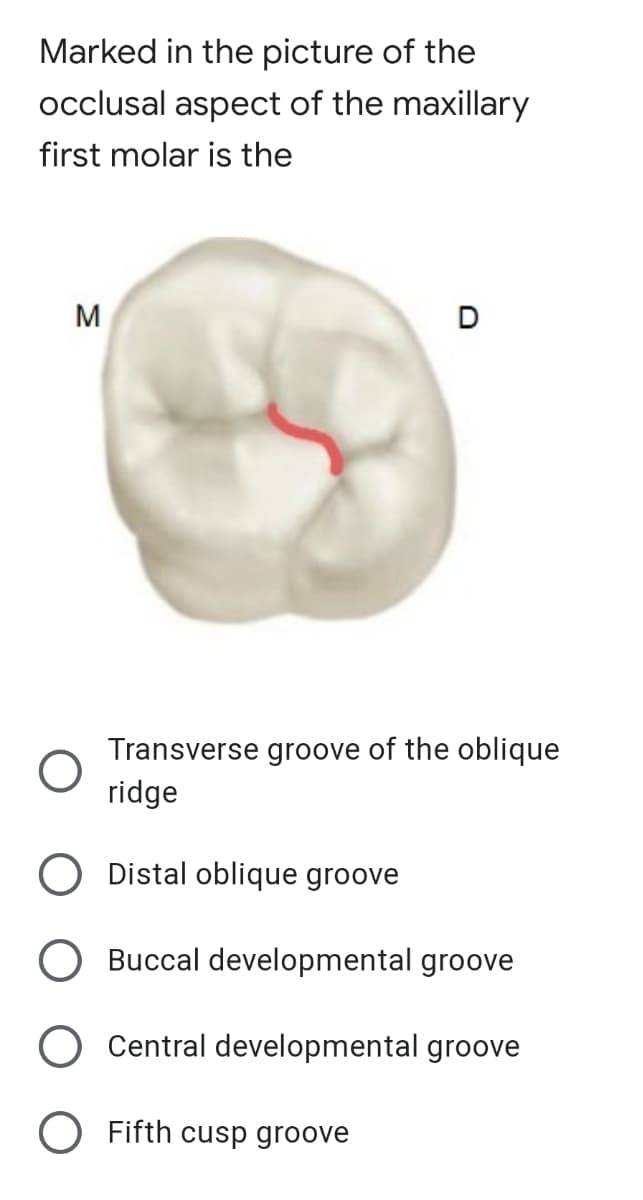 Marked in the picture of the
occlusal aspect of the maxillary
first molar is the
M
Transverse groove of the oblique
ridge
Distal oblique groove
Buccal developmental groove
Central developmental groove
O Fifth cusp groove
