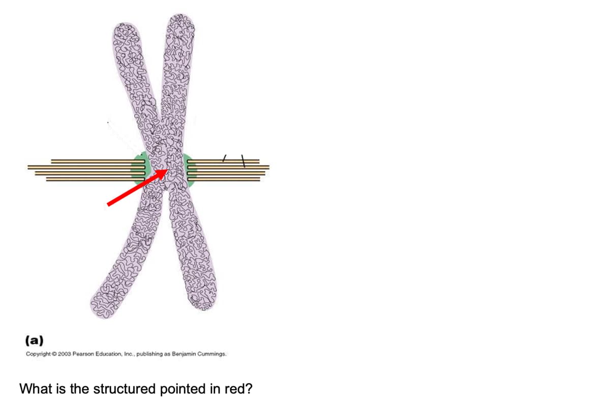 *
(a)
Copyright © 2003 Pearson Education, Inc. publishing as Benjamin Cummings.
What is the structured pointed in red?