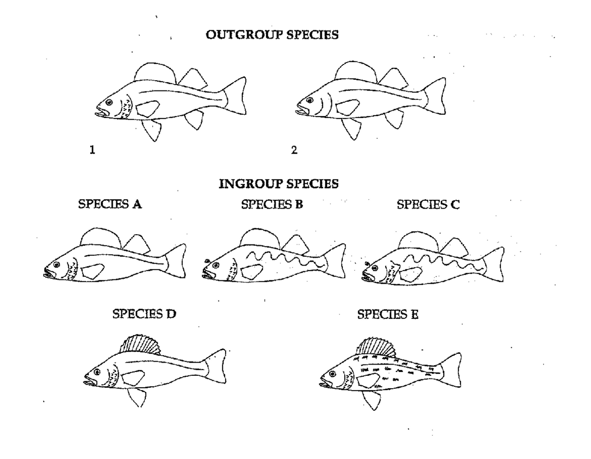 OUTGROUP SPECIES
1
2
INGROUP SPECIES
SPECIES A
SPECIES B
SPECIES C
SPECIES D
SPECIES E
