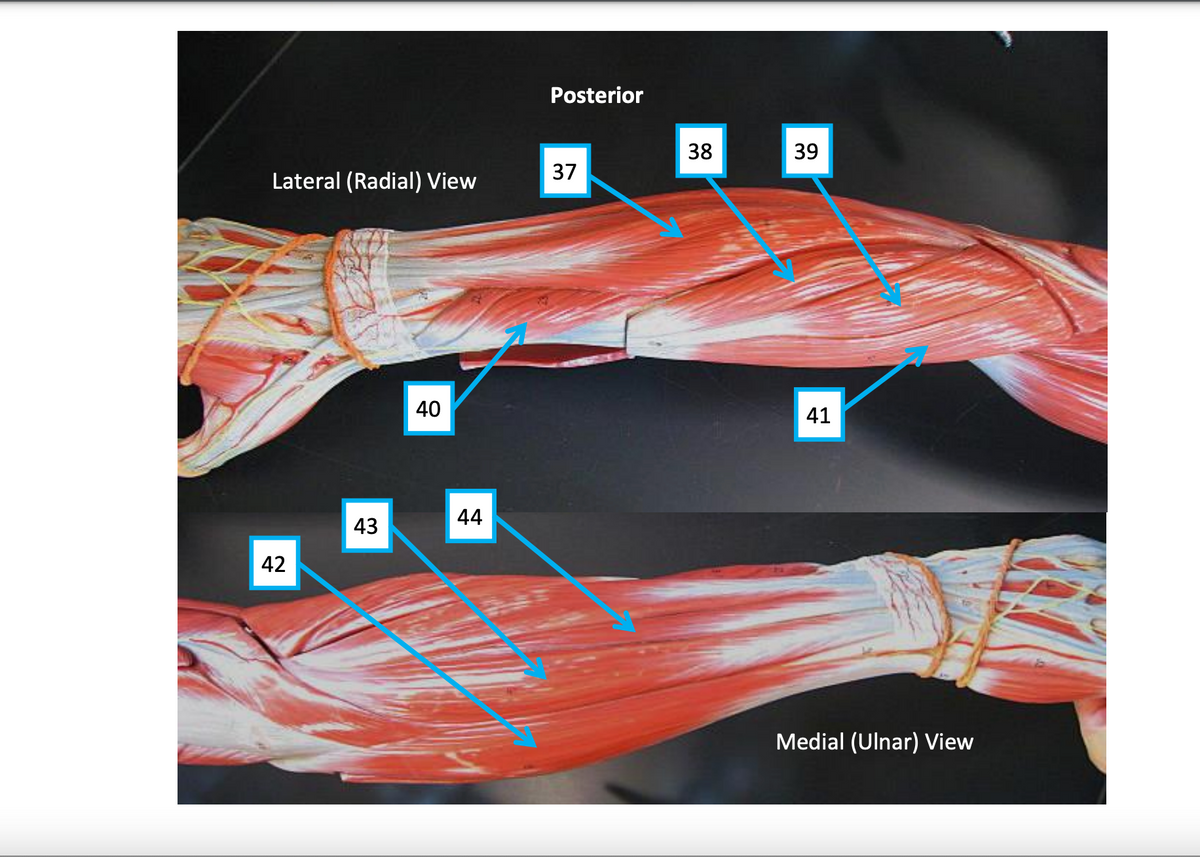 Posterior
38
39
37
Lateral (Radial) View
40
41
44
43
42
Medial (Ulnar) View
