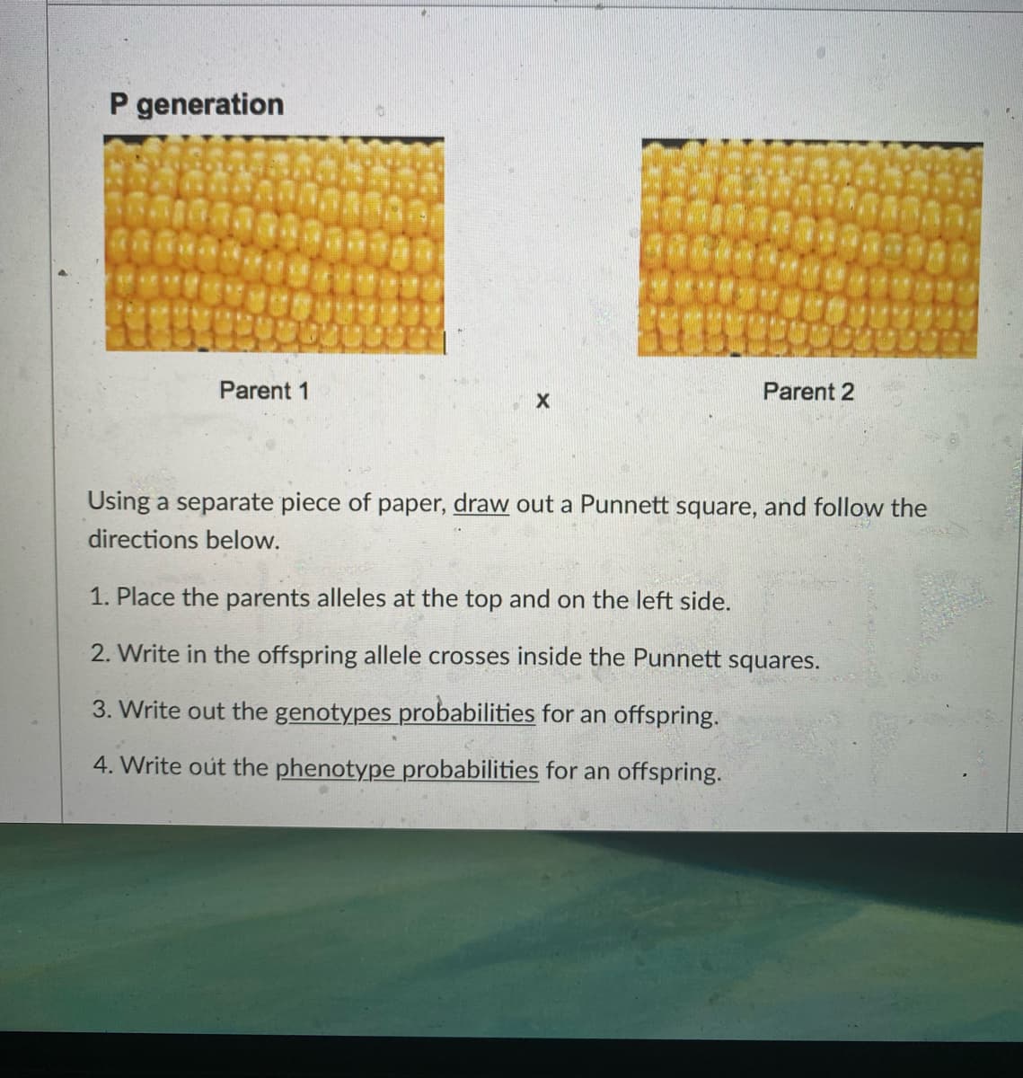 P generation
Parent 1
Parent 2
X
Using a separate piece of paper, draw out a Punnett square, and follow the
directions below.
1. Place the parents alleles at the top and on the left side.
2. Write in the offspring allele crosses inside the Punnett squares.
3. Write out the genotypes probabilities for an offspring.
4. Write out the phenotype probabilities for an offspring.