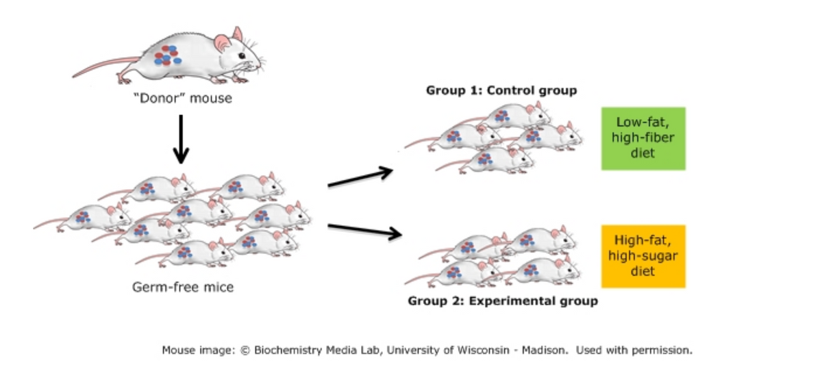 Group 1: Control group
"Donor" mouse
Low-fat,
high-fiber
diet
High-fat,
high-sugar
diet
Germ-free mice
Group 2: Experimental group
Mouse image: © Biochemistry Media Lab, University of Wisconsin - Madison. Used with permission.
