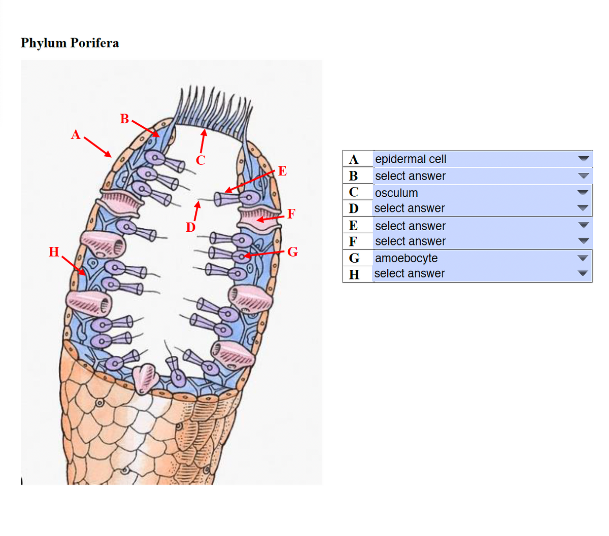 Phylum Porifera
A
epidermal cell
E
select answer
C
osculum
D
select answer
F
E
select answer
F
select answer
H
G
G
amoebocyte
H
select answer