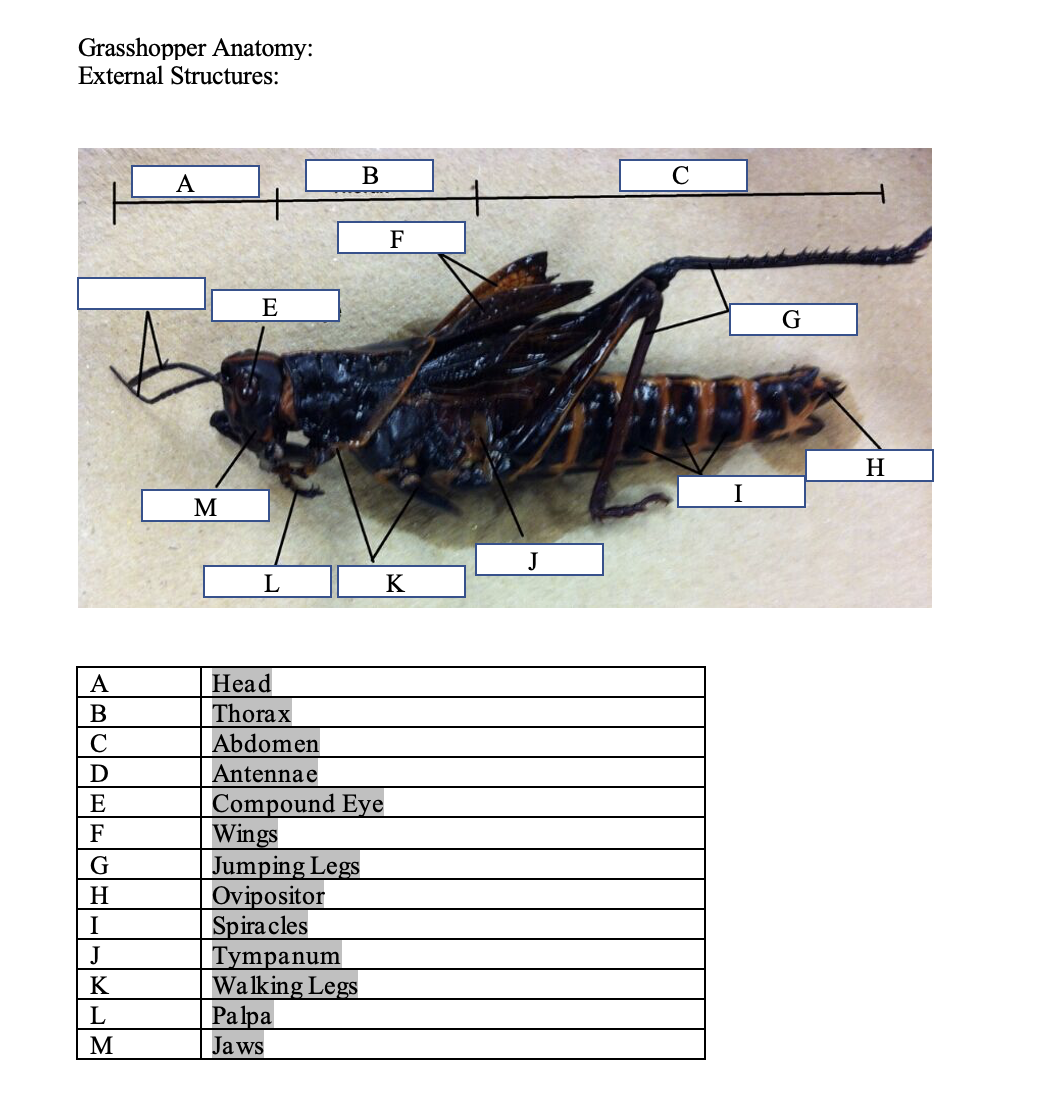 Grasshopper Anatomy:
External Structures:
B
A
M
E
F
J
L
K
A
Head
B
Thorax
C
Abdomen
D
Antennae
E
Compound Eye
F
G
Wings
Jumping Legs
H
Ovipositor
I
Spiracles
J
Tympanum
K
Walking Legs
L
Palpa
M
Jaws
I
G
H