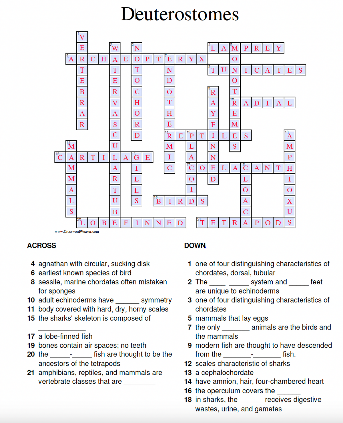 V
E
Deuterostomes
W
N
LAMPREY
T
T
T
N
ARCHAEOP TERYX
TUNI CATES
E
E
○
Ꭰ
○
B
R
C
○
R
T
R
H
T
A
RADIAL
H
Y
E
R
S
R
E
F
M
C
D
R EPT I
LE S
M
U
M
L
N
S
M
CARTI
LA GE
I
A
N
P
M
A
I
C
COELACANTH
M
R
L
○
Ꭰ
L
I
A
T
L
I
L
U
S
B
IRDS
S
B
X
U
LOBE
F INNED
TETRAPODS
www.CrosswordWeaver.com
ACROSS
4 agnathan with circular, sucking disk
6 earliest known species of bird
8 sessile, marine chordates often mistaken
for sponges
10 adult echinoderms have
symmetry
11 body covered with hard, dry, horny scales
15 the sharks' skeleton is composed of
17 a lobe-finned fish
19 bones contain air spaces; no teeth
20 the
fish are thought to be the
ancestors of the tetrapods
21 amphibians, reptiles, and mammals are
vertebrate classes that are
DOWN
1 one of four distinguishing characteristics of
chordates, dorsal, tubular
2 The
system and
are unique to echinoderms
feet
3 one of four distinguishing characteristics of
chordates
5 mammals that lay eggs
7 the only
the mammals
animals are the birds and
9 modern fish are thought to have descended
from the
fish.
12 scales characteristic of sharks
13 a cephalochordate
14 have amnion, hair, four-chambered heart
16 the operculum covers the
18 in sharks, the
receives digestive
wastes, urine, and gametes