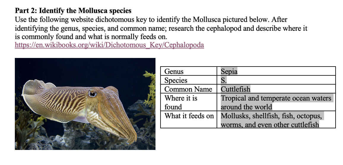 Part 2: Identify the Mollusca species
Use the following website dichotomous key to identify the Mollusca pictured below. After
identifying the genus, species, and common name; research the cephalopod and describe where it
is commonly found and what is normally feeds on.
https://en.wikibooks.org/wiki/Dichotomous_Key/Cephalopoda
Genus
Species
Sepia
S.
Common Name
Cuttlefish
Where it is
found
Tropical and temperate ocean waters
around the world
What it feeds on Mollusks, shellfish, fish, octopus,
worms, and even other cuttlefish