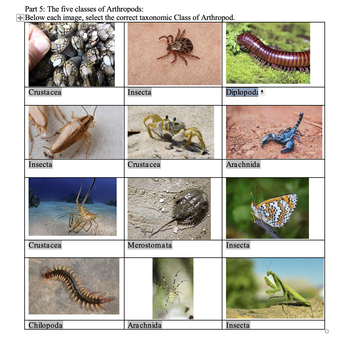 Part 5: The five classes of Arthropods:
+ Below each image, select the correct taxonomic Class of Arthropod.
Crustacea
Insecta
Diplopoda +
Insecta
Crustacea
Arachnida
Crustacea
Merostomata
Insecta
Chilopoda
Arachnida
Insecta