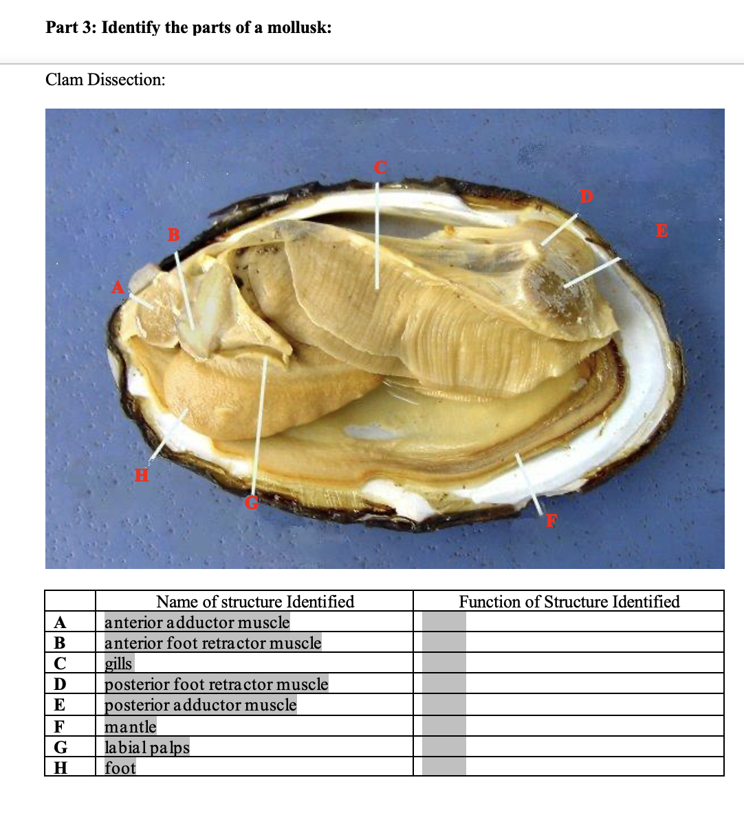 Part 3: Identify the parts of a mollusk:
Clam Dissection:
B
Name of structure Identified
A anterior adductor muscle
anterior foot retractor muscle
gills
posterior foot retractor muscle
posterior adductor muscle
B
C
D
E
F
mantle
G
labial palps
H
foot
Function of Structure Identified