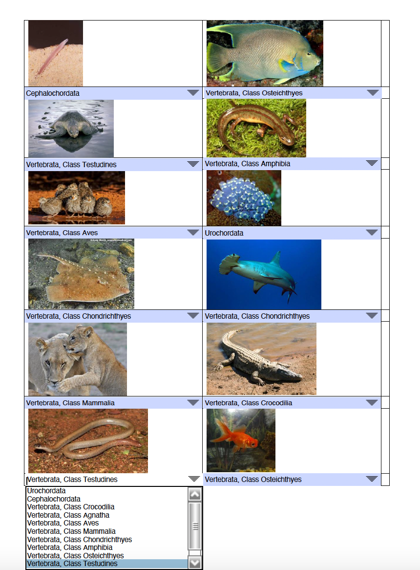 Cephalochordata
Vertebrata, Class Osteichthyes
Vertebrata, Class Testudines
Vertebrata, Class Amphibia
Vertebrata, Class Aves
Urochordata
Vertebrata, Class Chondrichthyes
Vertebrata, Class Chondrichthyes
Vertebrata, Class Mammalia
Vertebrata, Class Crocodilia
Vertebrata, Class Testudines
Urochordata
Cephalochordata
Vertebrata, Class Crocodilia
Vertebrata, Class Agnatha
Vertebrata, Class Aves
Vertebrata, Class Mammalia
Vertebrata, Class Chondrichthyes
Vertebrata, Class Amphibia
Vertebrata, Class Osteichthyes
Vertebrata, Class Testudines
Vertebrata, Class Osteichthyes
רת