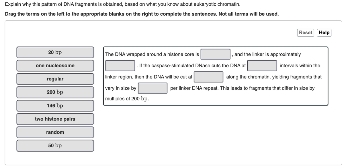 Explain why this pattern of DNA fragments is obtained, based on what you know about eukaryotic chromatin.
Drag the terms on the left to the appropriate blanks on the right to complete the sentences. Not all terms will be used.
20 bp
one nucleosome
regular
200 bp
146 bp
two histone pairs
random
50 bp
The DNA wrapped around a histone core is
2
linker region, then the DNA will be cut at
vary in size by
multiples of 200 bp.
If the caspase-stimulated DNase cuts the DNA at
Reset Help
and the linker is approximately
intervals within the
along the chromatin, yielding fragments that
per linker DNA repeat. This leads to fragments that differ in size by