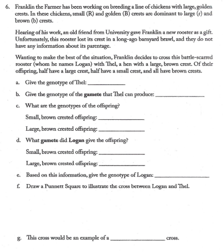 6. Franklin the Farmer has been working on breeding a line of chickens with large, golden
crests. In these chickens, smail (R) and golden (B) crests are dominant to large (r) and
brown (b) crests.
Hearing of his work, an old friend from University gave Franklin a new rooster as a gift.
Unfortunately, this rooster lost its crest in a long-ago barnyard brawl, and they do not
have any information about its parentage.
Wanting to make the best of the situation, Franklin decides to cross this battle-scarred
rooster (whom he names Logan) with Thel, a hen with a large, brown crest. Of their
offspring, half have a large crest, half have a small crest, and all have brown crests.
a. Give the genotype of Thel:
b. Give the genotype of the gamete that Thel can produce:
. What are the genotypes of the offspring?
Small, brown crested offspring:
Large, brown crested offspring:.
d. What gamete did Logan give the offspring?
Small, brown crested offspring: .
Large, brown crested offspring:
e. Based on this information, give the genotype of Logan:
£ Draw a Punnett Square to illustrate the cross between Logan and Thel.
g. This cross would be an example of a
cross.
