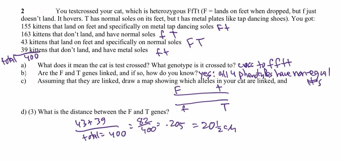 You testcrossed your cat, which is heterozygous FFTT (F = lands on feet when dropped, but f just
doesn't land. It hovers. T has normal soles on its feet, but t has metal plates like tap dancing shoes). You got:
155 kittens that land on feet and specifically on metal tap dancing soles Et
163 kittens that don't land, and have normal soles +
43 kittens that land on feet and specifically on normal soles T
39 kittens that don't land, and have metal soles
ft
toar yo0
а)
What does it mean the cat is test crossed? What genotype is it crossed to? Cucc to fftt
b)
Are the F and T genes linked, and if so, how do you know? yes: ell4 phenotyles have nonegul
c)
Assuming that they are linked, draw a map showing which alleles in your cat are linked, and
d) (3) What is the distance between the F and T genes?
82
Goo
.205 -20ch
43¢39
foali y00
