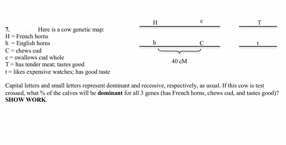 H
T
7.
Here is a cow genetic map:
H= French horns
h
h = English horns
C = chews cud
c = swallows cud whole
T= has tender meat; tastes good
t = likes expensive watches; has good taste
40 cM
Capital letters and small letters represent dominant and recessive, respectively, as usual. If this cow is test
crossed, what % of the calves will be dominant for all 3 genes (has French horns, chews cud, and tastes good)?
SHOW WORK.
