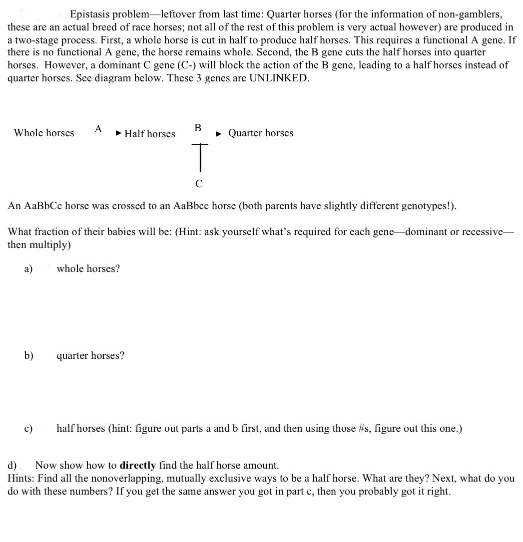 Epistasis problem-leftover from last time: Quarter horses (for the information of non-gamblers,
these are an actual breed of race horses; not all of the rest of this problem is very actual however) are produced in
a two-stage process. First, a whole horse is cut in half to produce half horses. This requires a functional A gene. If
there is no functional A gene, the horse remains whole. Second, the B gene cuts the half horses into quarter
horses. However, a dominant C gene (C-) will block the action of the B gene, leading to a half horses instead of
quarter horses. See diagram below. These 3 genes are UNLINKED.
B
Whole horses
+ Half horses
Quarter horses
C
An AaBbCc horse was crossed to an AaBbcc horse (both parents have slightly different genotypes!).
What fraction of the
pabies will be: (Hint: ask yourself what's required for each gene-dominant or recessive-
then multiply)
a)
whole horses?
b)
quarter horses?
c)
half horses (hint: figure out parts a and b first, and then using those #s, figure out this one.)
d)
Now show how to directly find the half horse amount.
Hints: Find all the nonoverlapping, mutually exclusive ways to be a half horse. What are they? Next, what do you
do with these numbers? If you get the same answer you got in part c, then you probably got it right.
