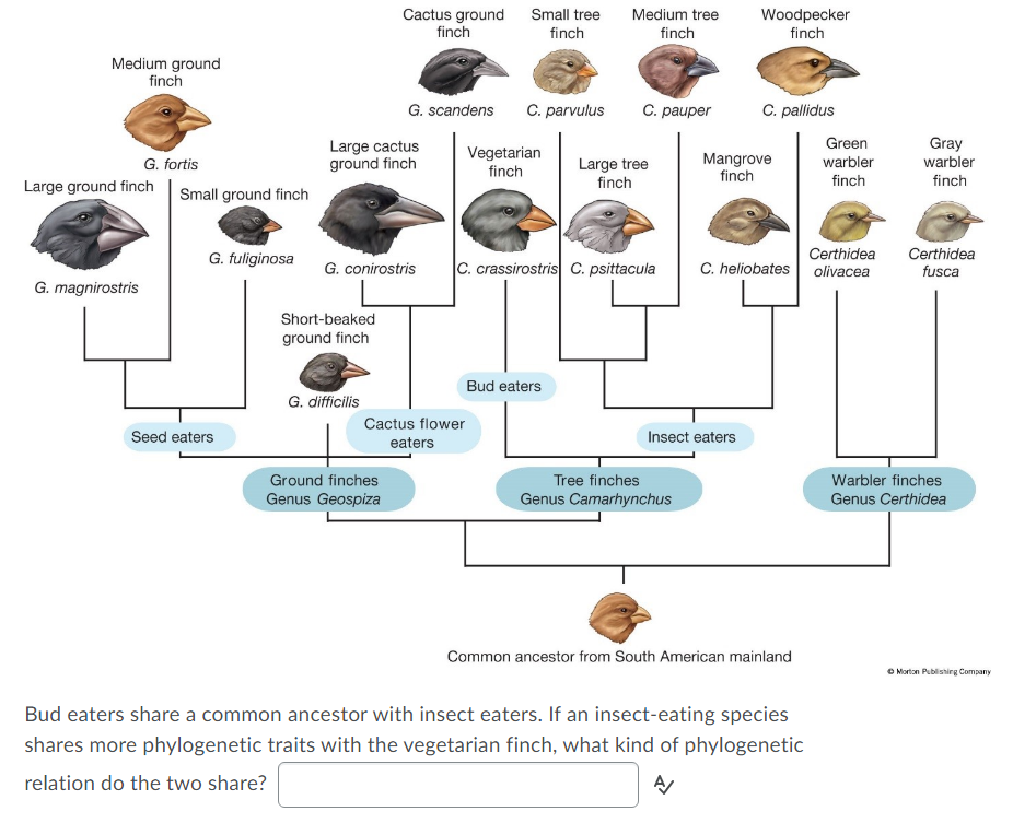 Cactus ground
finch
Small tree
Medium tree
Woodpecker
finch
finch
finch
Medium ground
finch
G. scandens
C. parvulus
C. pauper
C. pallidus
Green
Gray
G. fortis
Large ground finch Small ground finch
Large cactus
ground finch
Vegetarian
finch
Mangrove
finch
warbler
warbler
Large tree
finch
finch
finch
G. fuliginosa
G. conirostris
C. crassirostris C. psittacula
C. heliobates olivacea
Certhidea
Certhidea
fusca
G. magnirostris
Short-beaked
ground finch
Bud eaters
G. difficilis
Cactus flower
Seed eaters
eaters
Insect eaters
Tree finches
Genus Camarhynchus
Ground finches
Warbler finches
Genus Geospiza
Genus Certhidea
Common ancestor from South American mainland
O Morton Publishirg Company
Bud eaters share a common ancestor with insect eaters. If an insect-eating species
shares more phylogenetic traits with the vegetarian finch, what kind of phylogenetic
relation do the two share?
