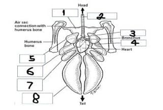 Head
Air sac
comection with-
humerus bone
Bronchus
Humenus
bone
Heart
7
Tail
