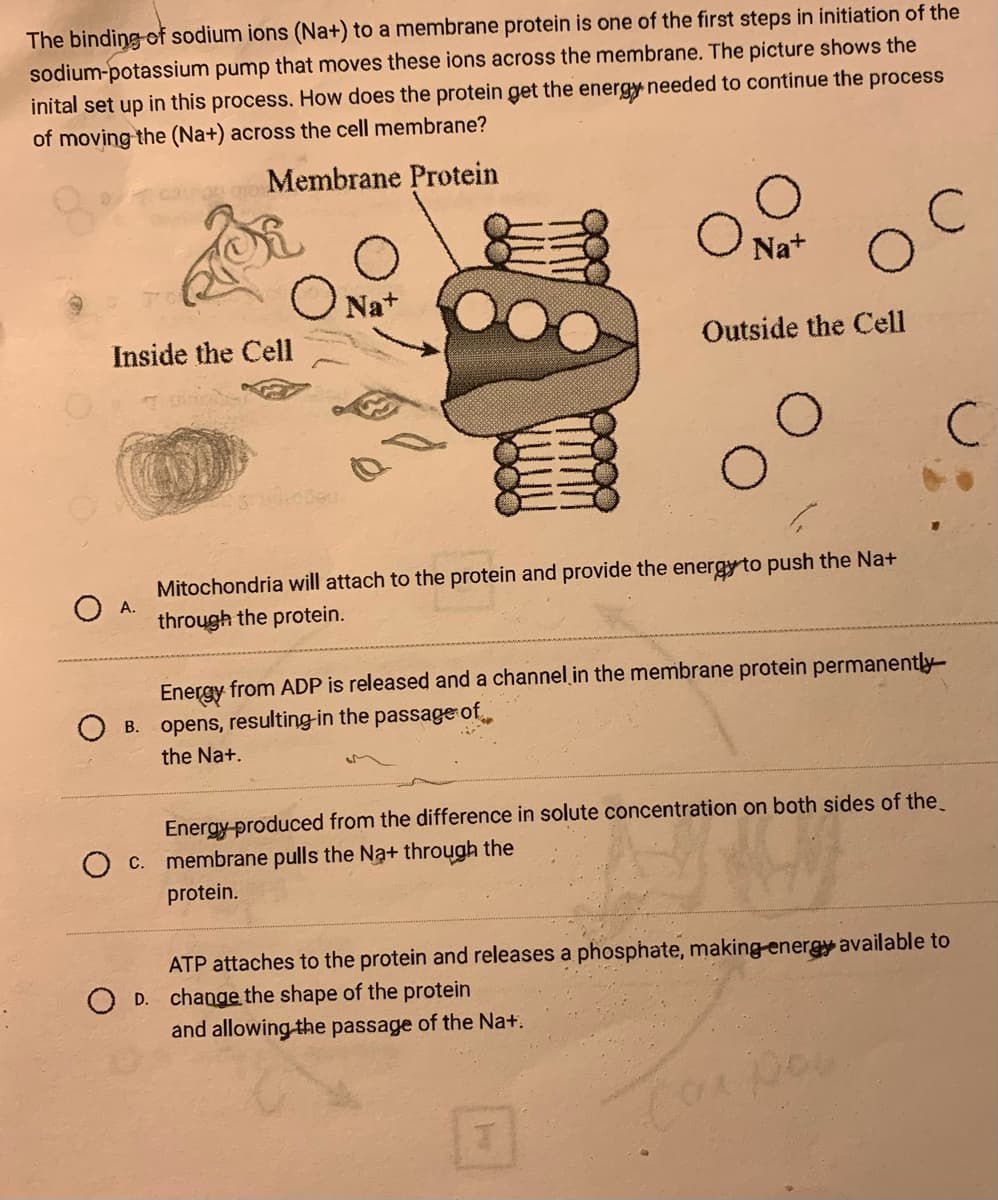 The binding of sodium ions (Na+) to a membrane protein is one of the first steps in initiation of the
sodium-potassium pump that moves these ions across the membrane. The picture shows the
inital set up in this process. How does the protein get the energy needed to continue the process
of moving the (Na+) across the cell membrane?
Membrane Protein
ONa+
Inside the Cell
A.
O
O Nat
oc
Outside the Cell
Con
Mitochondria will attach to the protein and provide the energy to push the Na+
through the protein.
Energy from ADP is released and a channel in the membrane protein permanently
B. opens, resulting in the passage of
the Nat.
Energy produced from the difference in solute concentration on both sides of the
O c. membrane pulls the Na+ through the
protein.
Con
с
ATP attaches to the protein and releases a phosphate, making energy available to
OD. change the shape of the protein
and allowing the passage of the Nat.